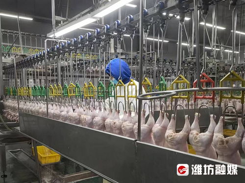 潍坊食品对外注册量持续攀升，品牌闯世界之路越走越宽